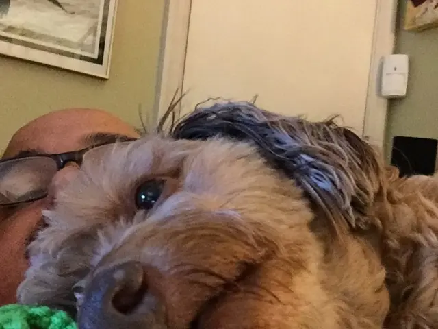 Dog's Personalities Impact Their TV Viewing Habits