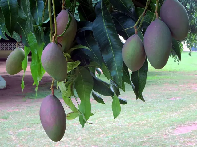 Chengalpattu Mango Farm Registration Belonging to the Arun Family's Getfarms