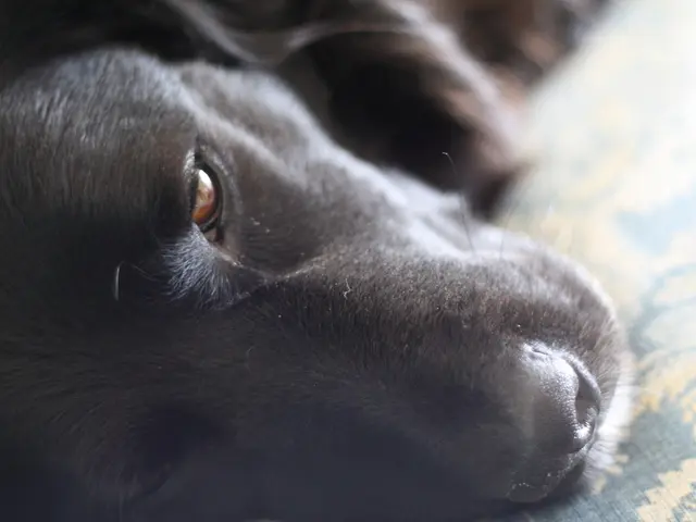 Shoppers on Amazon are praising a pet cooling mat, now available at a discounted price of $22.