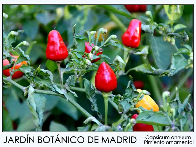 Kombucha Brewing Guide, Following the Method of Rise Kombucha, Infused with Ginger Flavor