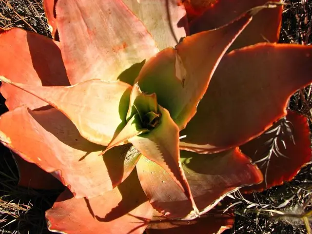 Gardening Troubleshooting: Understanding the Differences and Remedies for an Overwatered or...