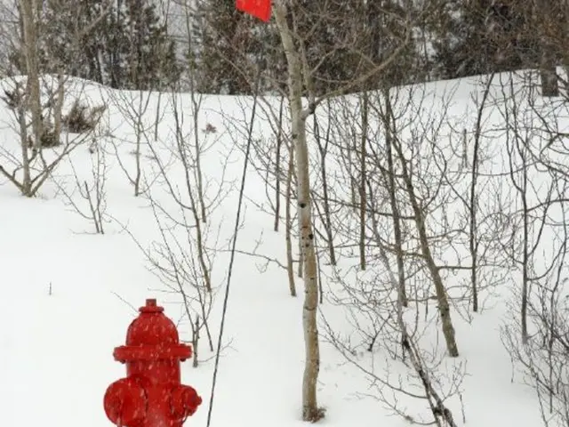 Instructions for Cultivating Vertical Hydrangea for a Touch of Elegant Drama in Your Landscape