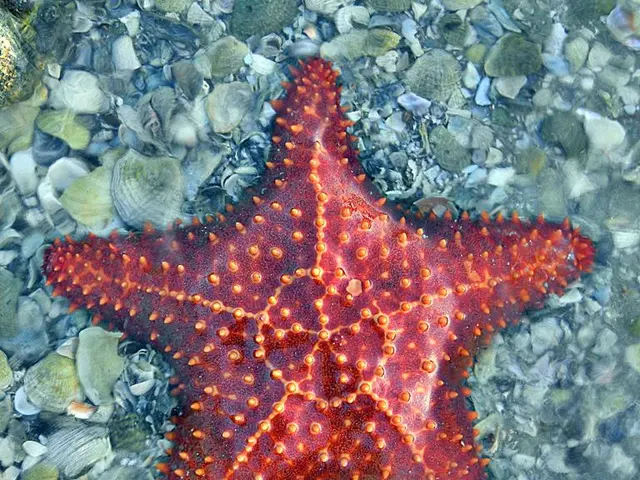 Crustacean with a Canny Vampire-like Appearance: Less blood-thirsty Than Presumed