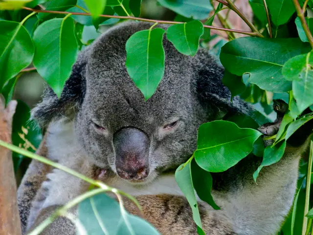 Young koalas exhibit their graceful displays