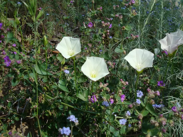 Guidelines for Selecting Optimal border Plants for Your Gardenbed