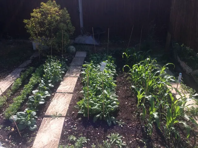 Guide for Selecting Suitable Seed Planters