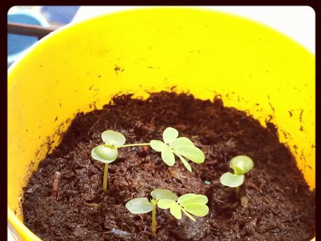 Fastest 15 Compost Boosters for Accelerating Your Composting: Optimize Your Decay Rate Today!