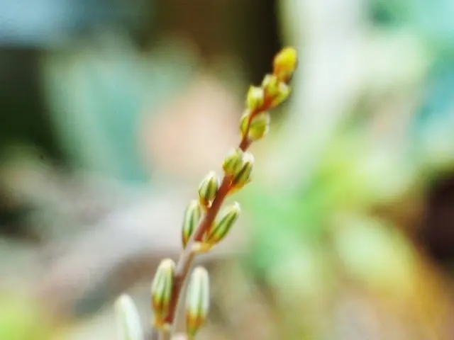 Unveiling 9 Little-Known Secrets About Air Plants