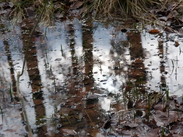 Techniques for Minimizing Watering Frequency for House Plants, Enabling Peace of Mind While Away on...