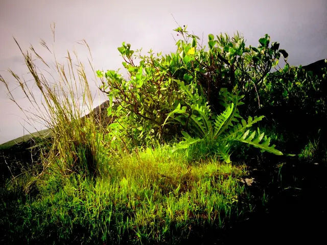 Driving through the downpour