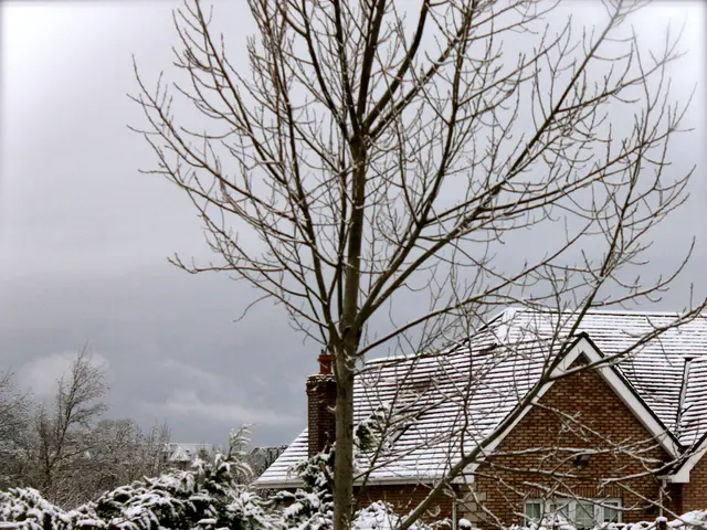 Managing Your Garden in Winter: Combating Winter Burn and Frost Harms