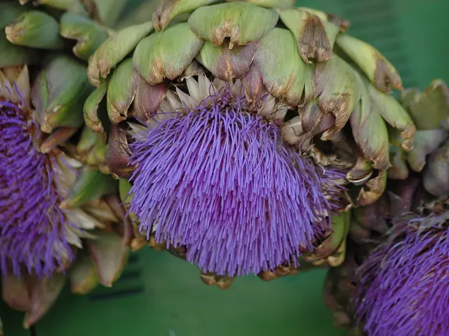 How to Cultivate and Foster Globe Artichokes