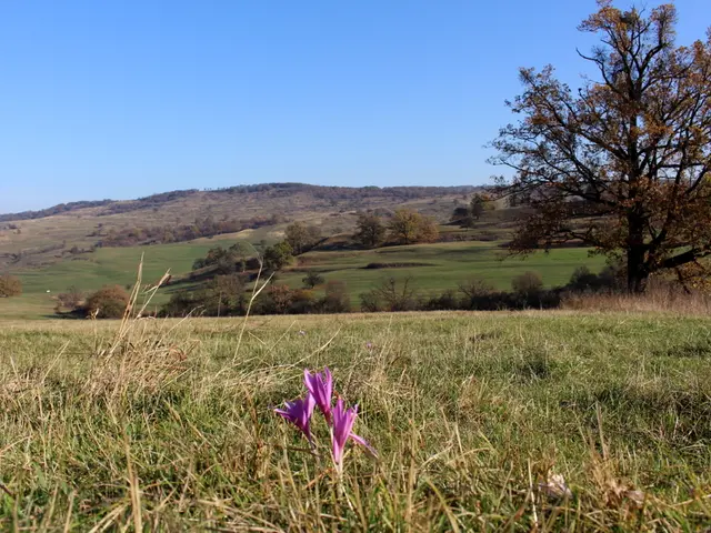 Design Elements Commonly Included in a Wellness Garden: Beyond Outdoor heating facilities, cold...