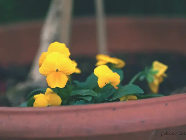 Essential Guide on Re-potting Orchids to Foster Flourishing Vegetation