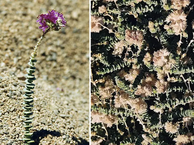 Unleash Tranquility in Your Flower Bed with 11 Stunning Annual Blue Blossoms