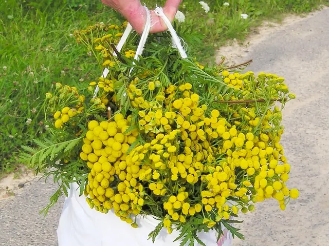 Top 15 Stainless Steel Weed Removers Streamlining Your Gardening Experience