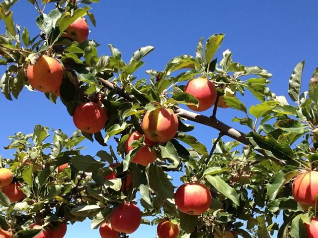 Avoid planting certain plants near an apple tree to prevent crop loss: Steer clear of these...