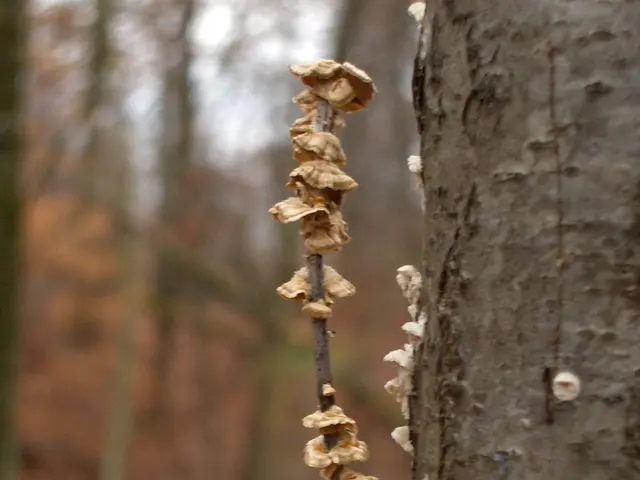 Unexplained White Orbs Spotted in Plant Dirt: Their Identity Unveiled