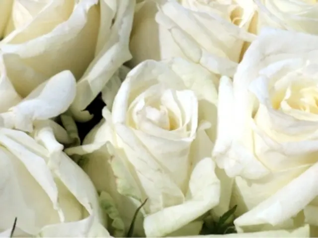Cultivate Roses Easily with this Simple Cutting Method Guaranteeing Successful Blooms