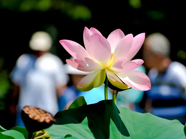 Strategies for Nurturing Orchids: 7 Proven Methods to Extend the Lifespan of Your Exotic Indoor...