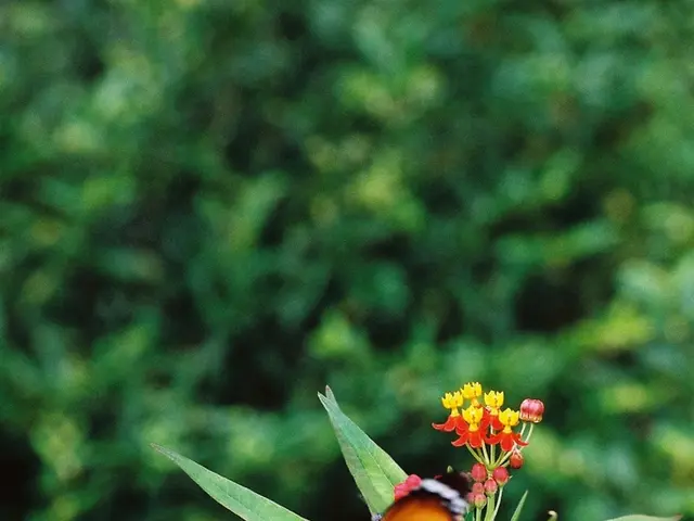 Toughiest Floral Choices for Your Outdoor Space