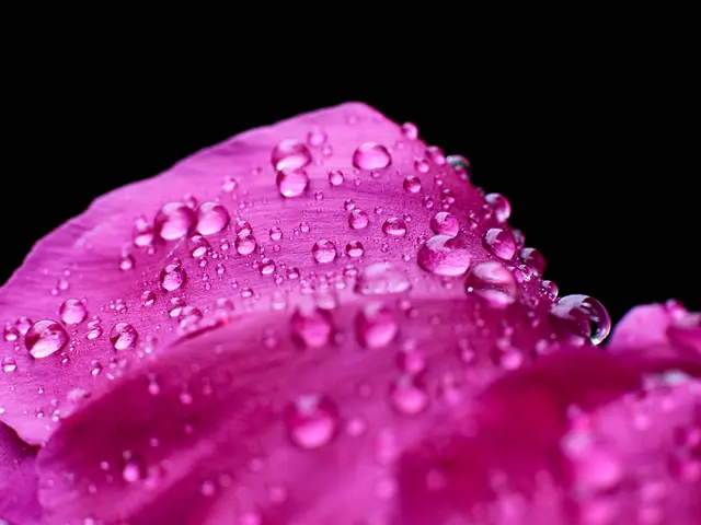 Essential Humidity Levels for Orchids to Thrive, Along with Strategies to Enhance Moisture