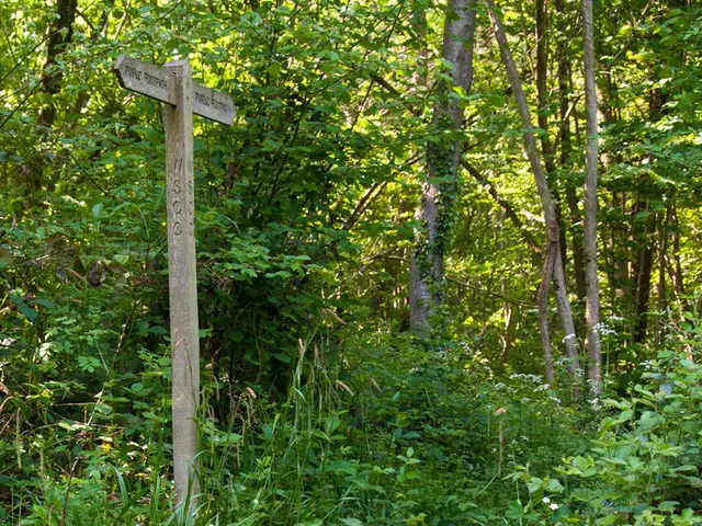 Comprehensive Guide to Bonsai Tree Terms: Unveiling the Lingo of Bonsai Artistry