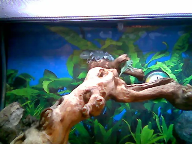 Comprehensive Handbook on Constructing Stonemasonry Landscapes Featuring Seiryu Stones, Including...