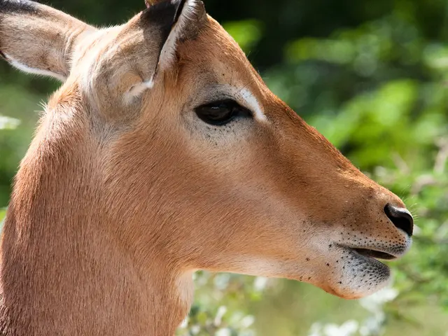 Guide to Spotting Moose in New England Regions