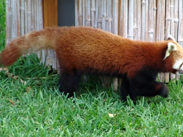 Newborn Red Panda Cubs at Sikkim Zoo Mark 7-Year Absence: Essential Facts Highlighted