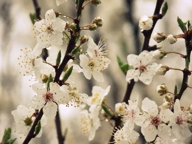 Guidelines for Growing and Maintaining Hyacinth Flowers!