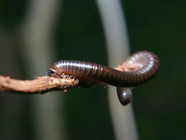 Children's Pinworm Infestation: Signs, Causes, and Remedies