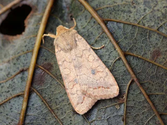 Utilizing Neem Oil in Gardening: 3 Excellent Applications as a Garden Companion, Plant Saver, and...