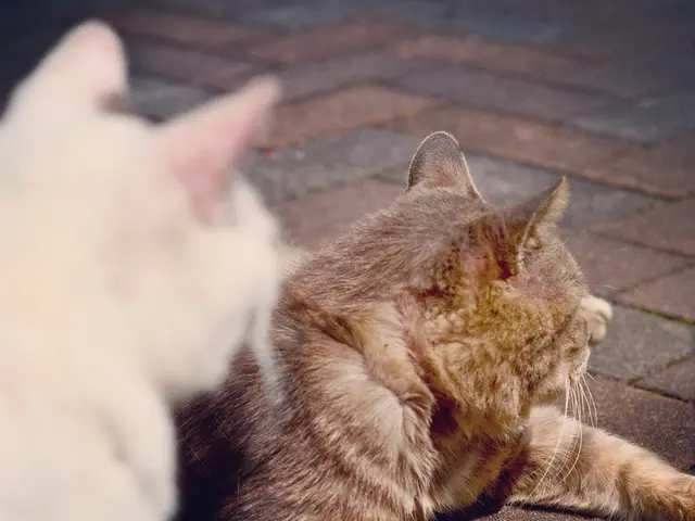 Top 10 Feline Species Ideal for Love-Seeking Owners Seeking Companionship