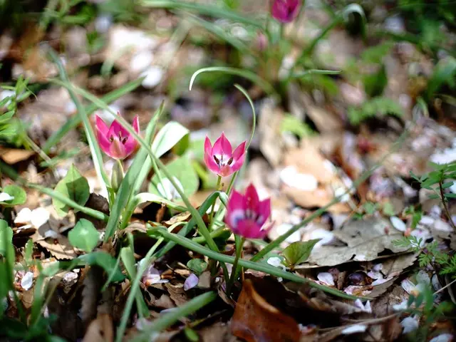 Newbie's Guide to Gardening: Tips for Nurturing YourYard