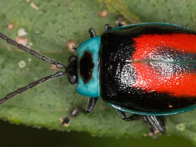 Insect Pest: Japanese Beetle