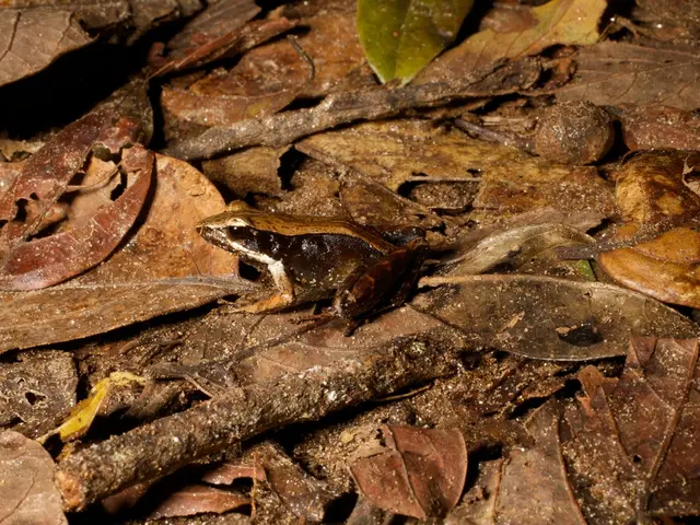 Maintaining Winter Basil's Tasty Appeal: Top Strategies for Flavor Preservation and Freshness...