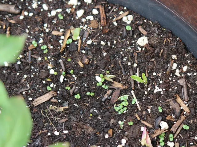 Cultivate soil rather than a single plant if you have the choice.