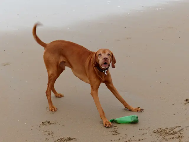 CDU politician proposes creation of a canine-friendly shoreline at Airport Lake