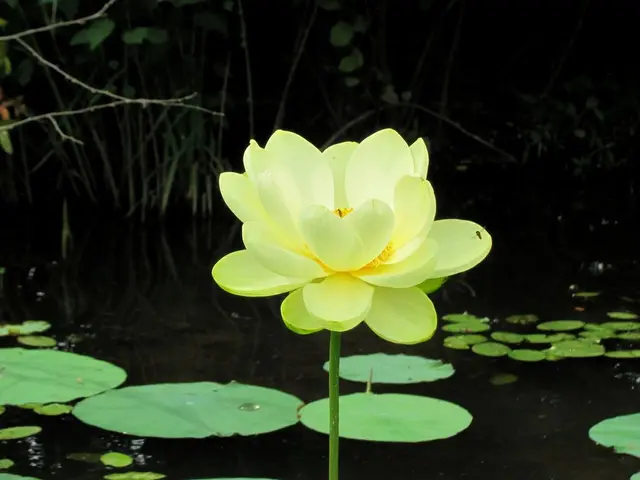 Holy Blooms: Blue Lotus blossoms, held as a symbol of serenity, might, and restoration