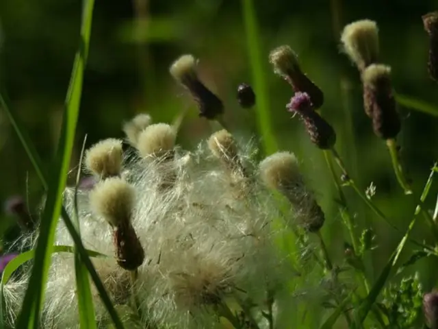 Organic methods for expanding your vegetable garden