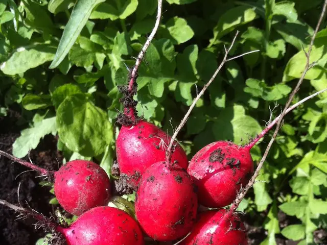 A Guide to Cultivating Beets in Your Backyard Garden