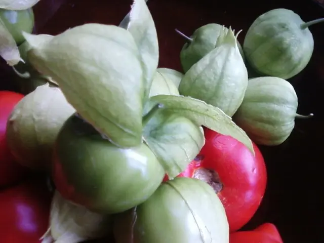 Tasks for Vegetable Garden in August: Boosting Late-Summer Yield and Preparing for Autumn Harvest