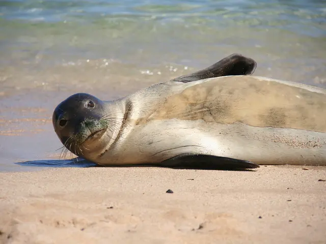 Florida's Lesser-Known Coastal Haven: A Breathtaking Wildlife Beach Oasis