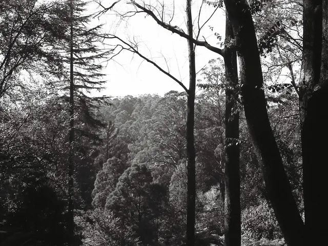 Summer heat relief: Guiding the growth of four saplings at KGS Bensberg