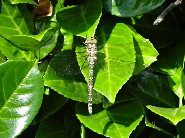 China Experiences Spread of Chikungunya Virus: Key Facts to Consider