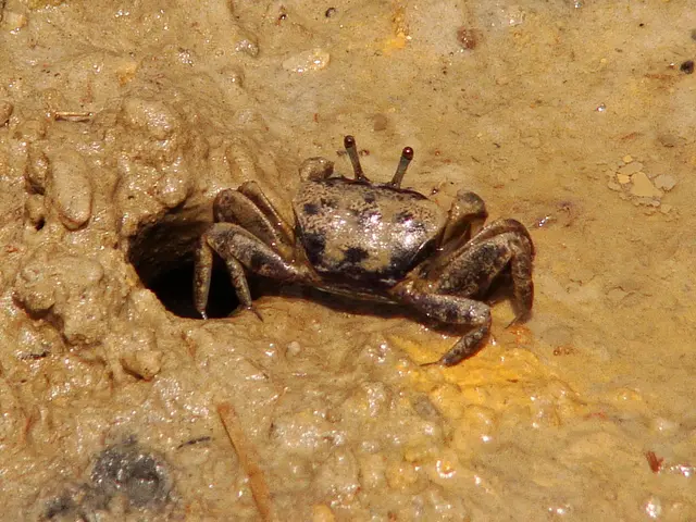 Wasps of the Mud Dauber species known for their unique nest-building behaviors.