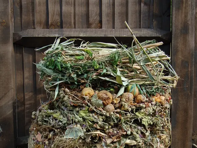 "Discovering the benefits and drawbacks of pruning verbena plants: an insight from gardening...