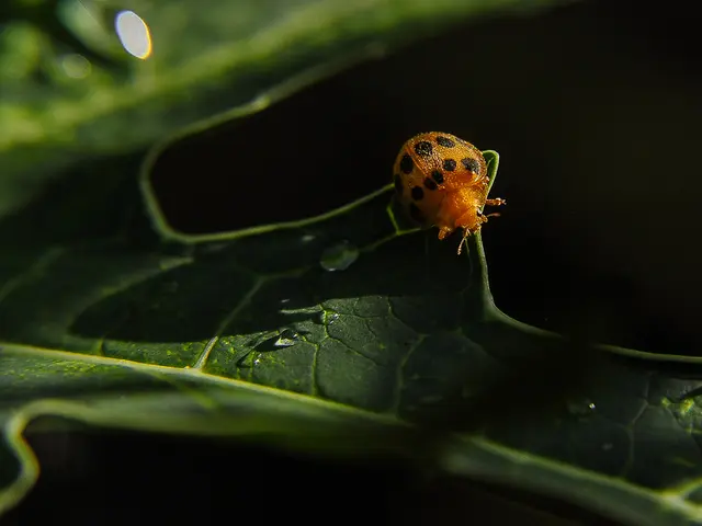 Curling Citrus Leaves: Typical Causes and Solutions Explored