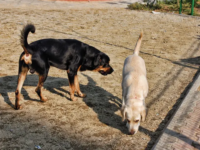 Park Avian Life - Winter's Ursine Residents - Cute Yet Deadly Forest Inhabitants